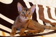 Выпускница абиссинская кошка Talana Kotopurrs