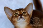 Абиссинский котенок Ursula Kotopurrs