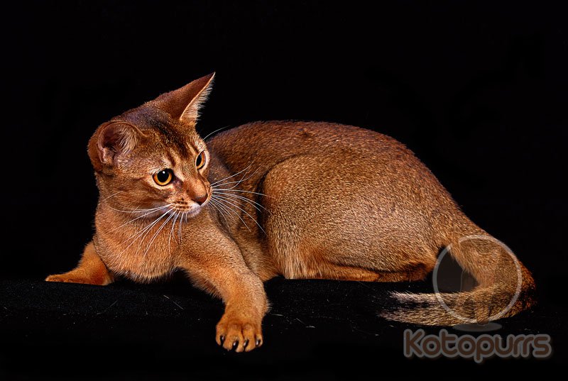 Абиссинская кошка дикого окраса (ruddy, ABY n)